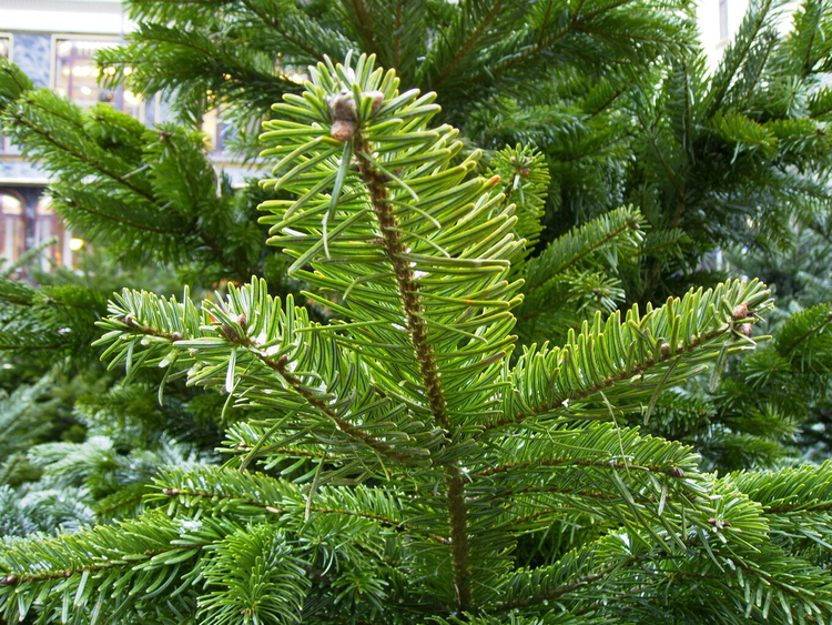 Christbaum_grn.jpg